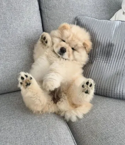 Filhotes de Chow Chow | Filhotes apaixonantes te aguardam!