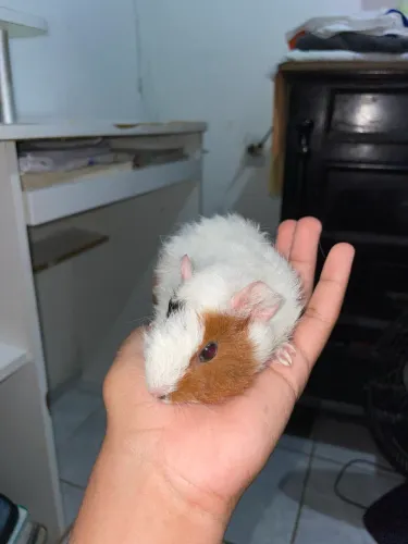 Porquinho da índia fêmea, abissínio!