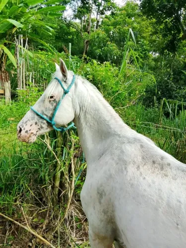 Égua com muita energia
