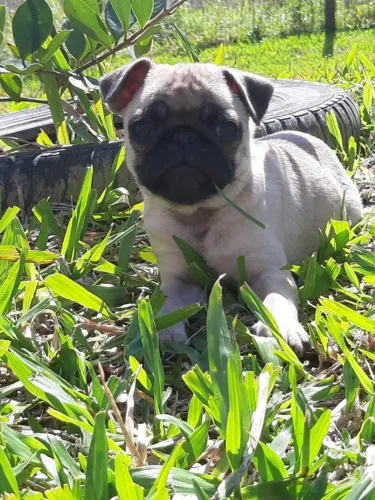 PUG FILHOTE
