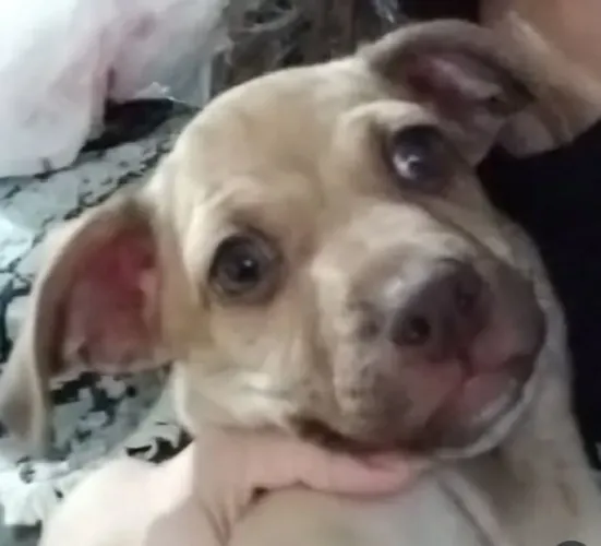 Cachorrinha pra adoção