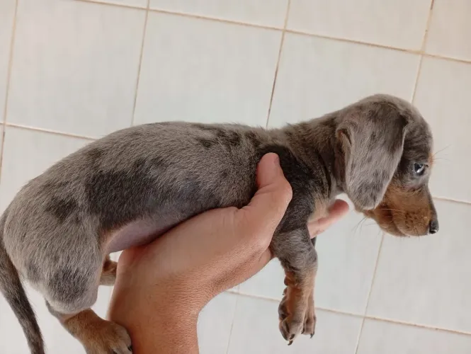 Basset dachshund salsicha em até 12cartao