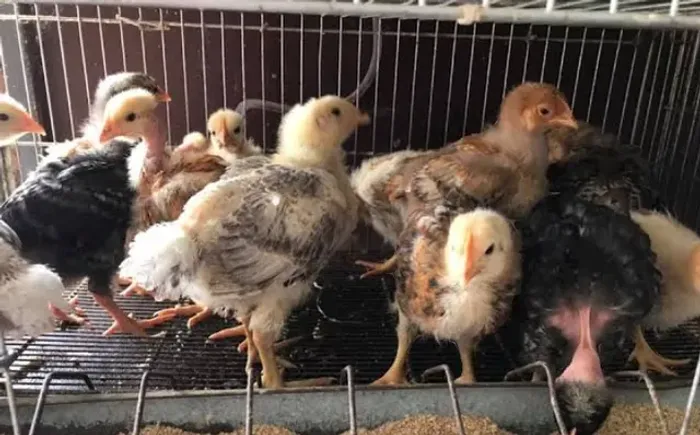 Pintinhos ( pesadão,caipirão e polaco)