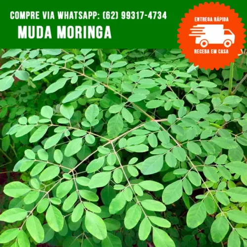 Mudas de Moringa