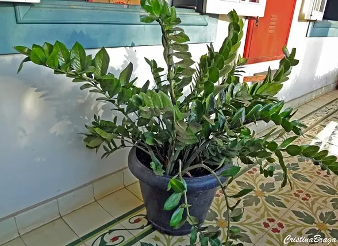 PLANTAS-PREÇOS DIVERSOS