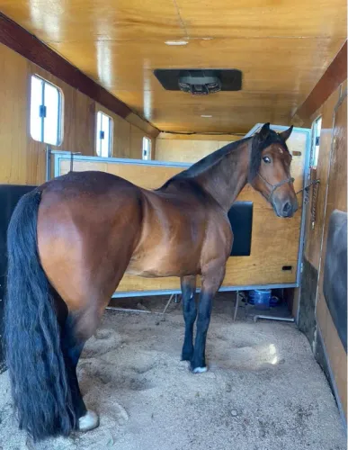 Excelente Cavalo Crioulo Registrado - Pronto para Lida e Cavalgada!