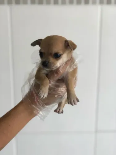 Chihuahua cores exóticas e padrão único da raça, adquira conosco *