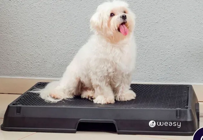 Banheiro inteligente para cachorro