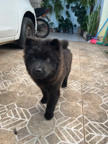 Chow Chow