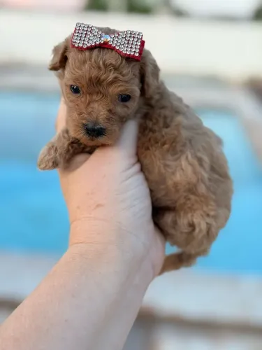 Poodle Mini Toy - Fêmea e Macho Red 
