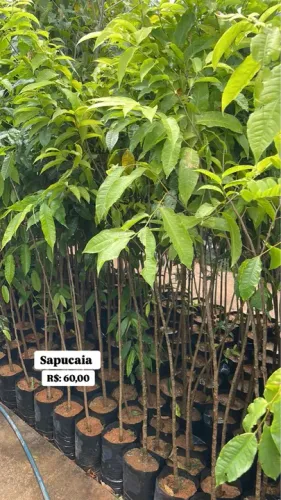 Mudas de Sapucaia com 1,5 Metros
