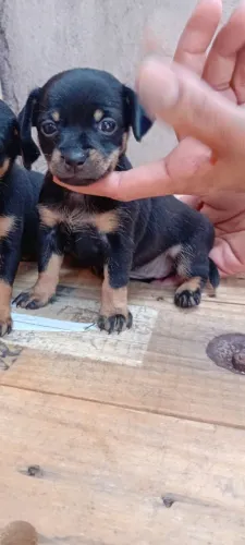 Miniatura de Pinscher 01 fêmea 2 meses  valor 600 reais.