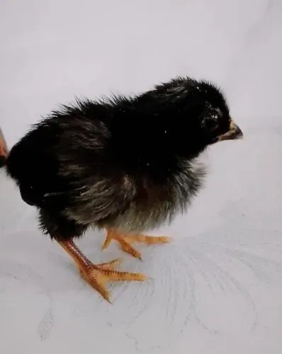 Pintinhos  Shamo Tari Tori linhagem fechada 