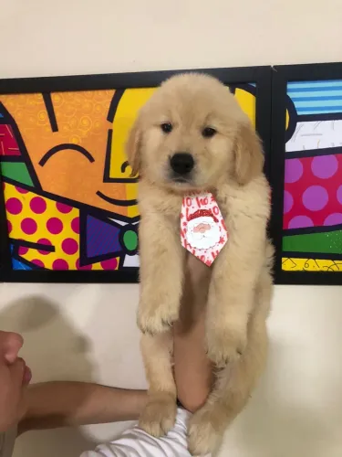 Golden Retriever - lindos filhotes charmoso
