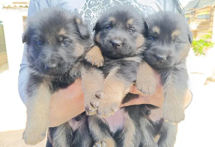 Filhotes de Pastor Alemão