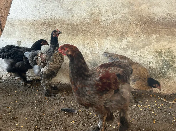 Frangas e frangos Brahma