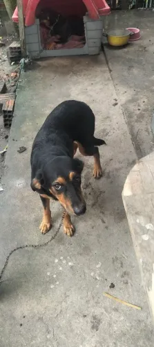 Doação de  cão !
