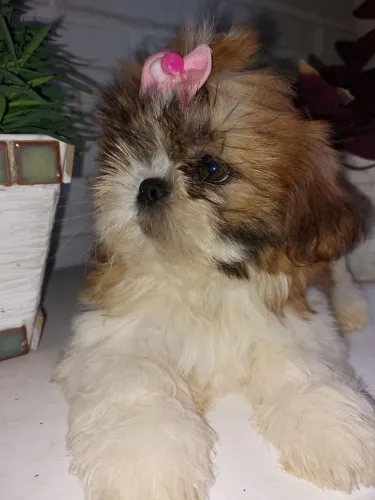 Shih tzu