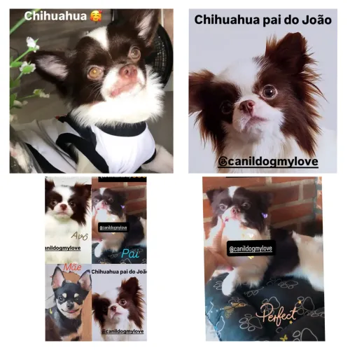 Chihuahua Shihtzu Yorkshire Top Lindos Puros! Aceito cartão