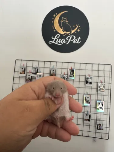 Hamster sírio (fêmeas)