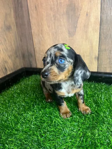 Filhotes dachshund