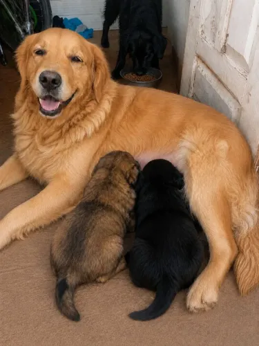 golden retriever com labrador retriever 