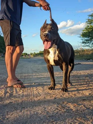 Pitbull