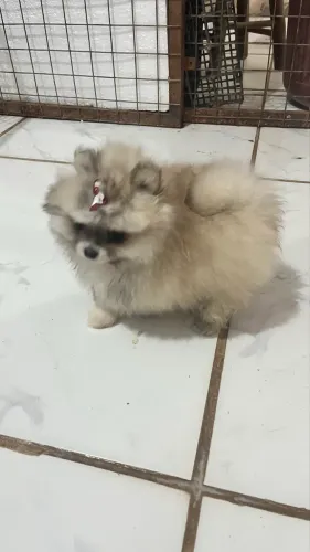 Filhotes de Lulu da pomerania