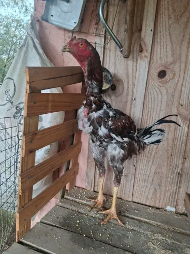 Frango indio gigante