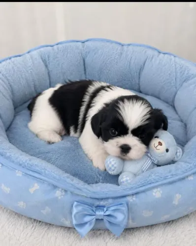Shih Tzu macho