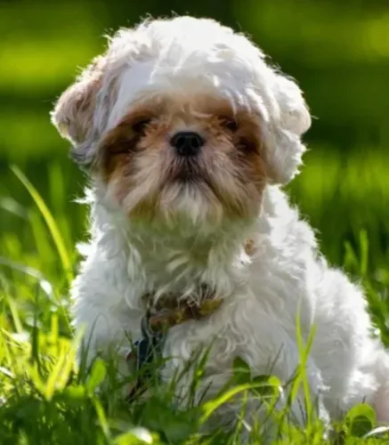 Shih tzu lindos disponiveis