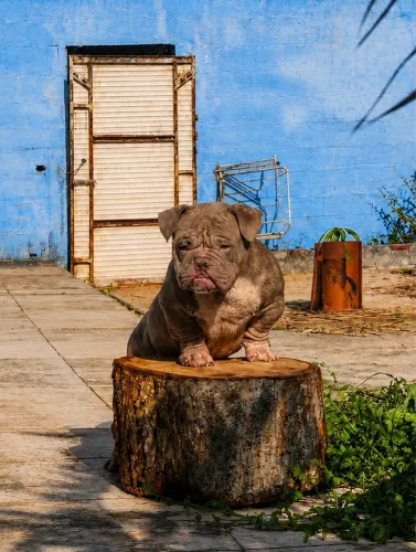 American Bully