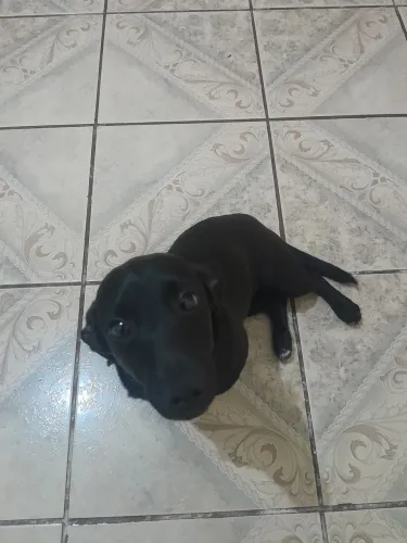 Adote um filhote fêmea 