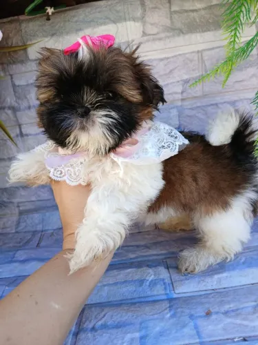 Filhotes de shihtzu mini femea