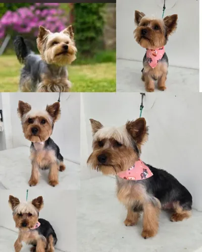 Proucuro cachorrinha fêmea para cruzar com meu cachorro macho