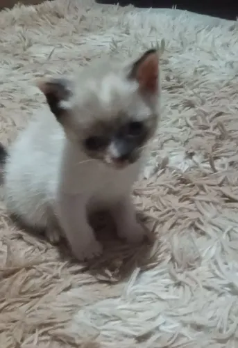 Doa se lindos bebês