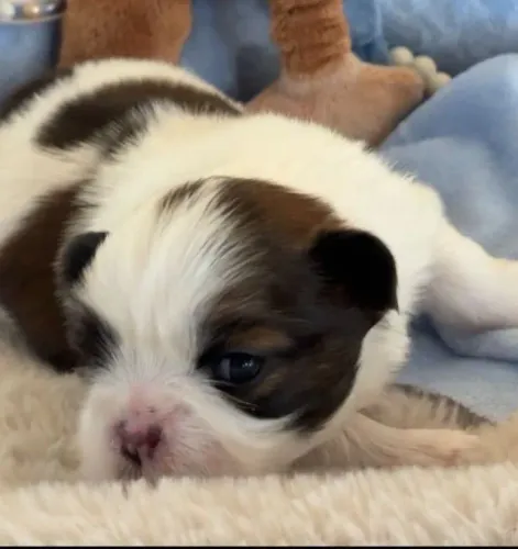Filhotes de Shih Tzu | A alegria perfeita chegou.