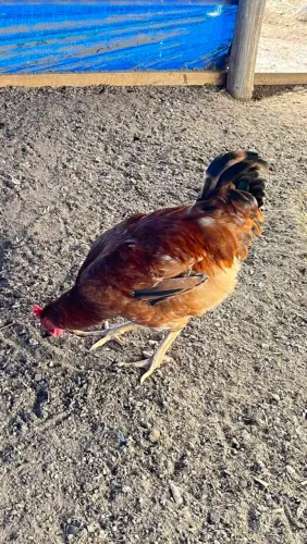 galinha nanica
