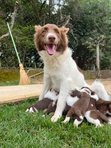 Filhote Fêmea Border collie (chocolate)