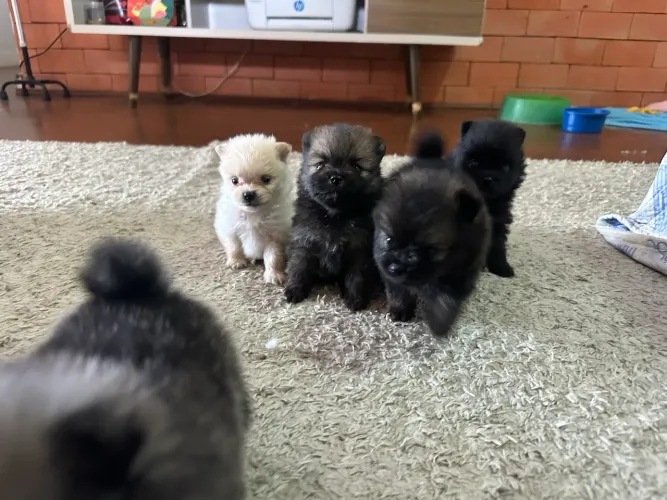 Lulu da pomeranea