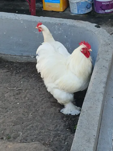 Galinhas da Raça Brahma White - Casal