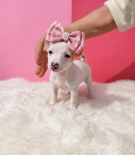 Mini Fêmea Muito Charmosa