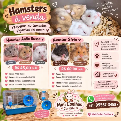 hamster fofos