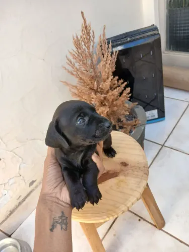 Vendo filhotes de Dachushund (salsichinha) 