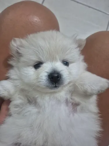 Spitz lulu da Pomerânia fêmea