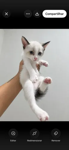 Adoção de gato