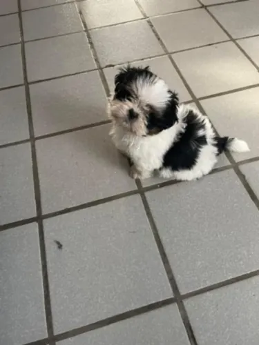 Shih Tzu