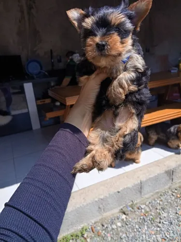 Yorkshire Terrier