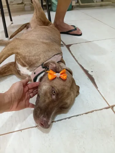 ADOÇÃO  RESPONSÁVEL 