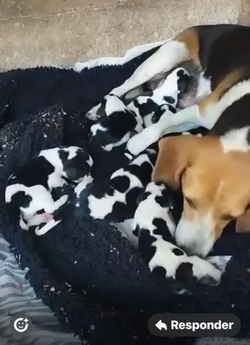 Beagle original filhote tricolor 